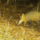 The team also found an aardvark, the first spotted in the country.